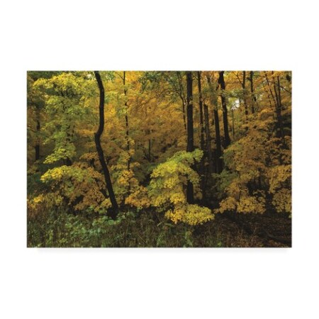 Trademark Fine Art Kurt Shaffer Photographs 'Autumn in the Rain' Canvas Art, 12x19 KS01491-C1219GG